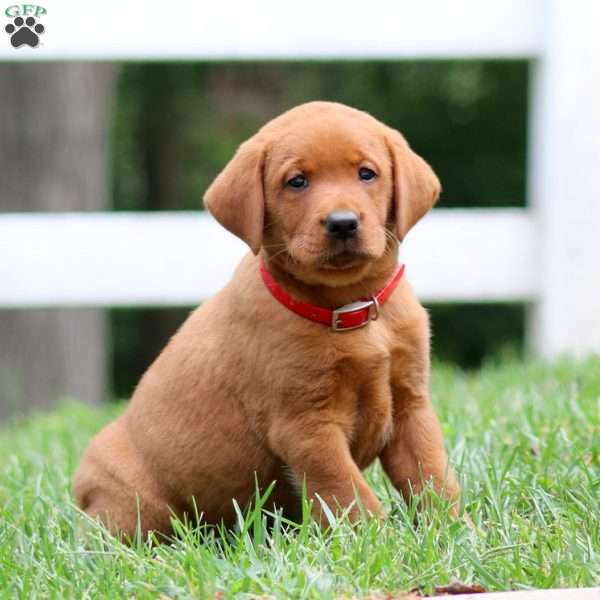 Hannah, Fox Red Labrador Retriever Puppy