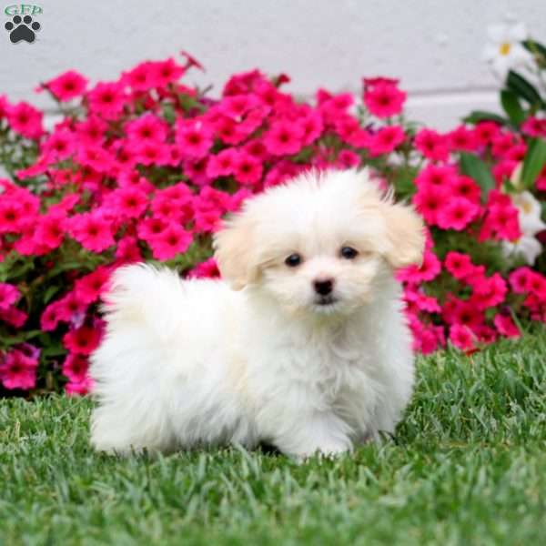Hannah, Teddy Bear Puppy