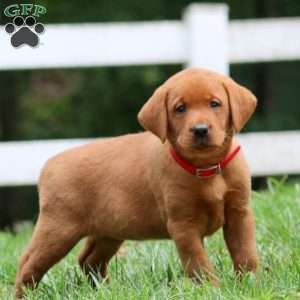 Hannah, Fox Red Labrador Retriever Puppy