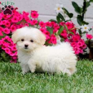 Hannah, Teddy Bear Puppy