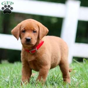 Hannah, Fox Red Labrador Retriever Puppy