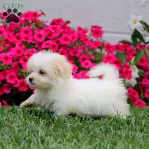 Hannah, Teddy Bear Puppy