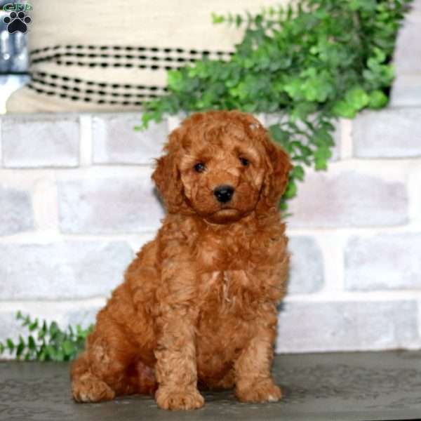 Hans, Mini Goldendoodle Puppy