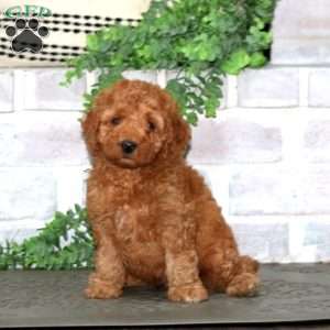 Hans, Mini Goldendoodle Puppy