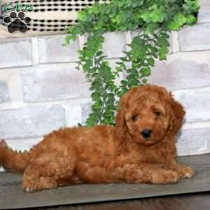 Hans, Mini Goldendoodle Puppy