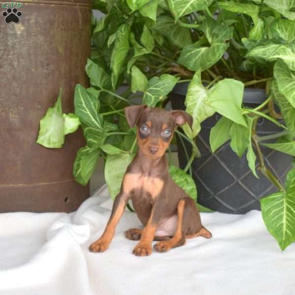 Harley, Miniature Pinscher Puppy