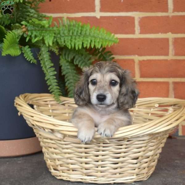 Harley – Mini, Dachshund Puppy