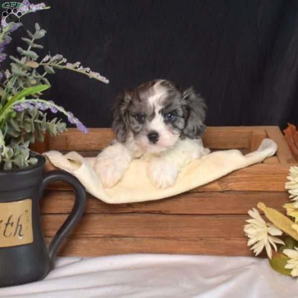 Harley, Cavapoo Puppy