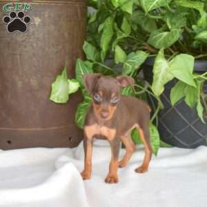 Harley, Miniature Pinscher Puppy