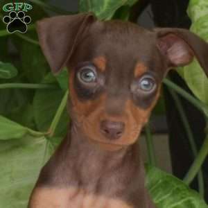 Harley, Miniature Pinscher Puppy