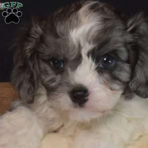 Harley, Cavapoo Puppy