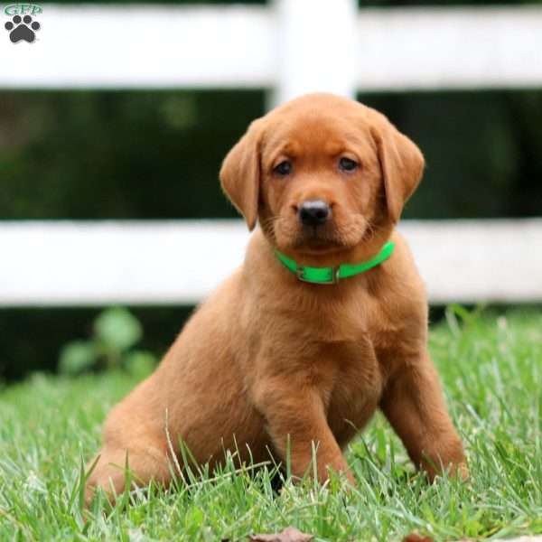 Harley, Fox Red Labrador Retriever Puppy