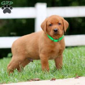 Harley, Fox Red Labrador Retriever Puppy
