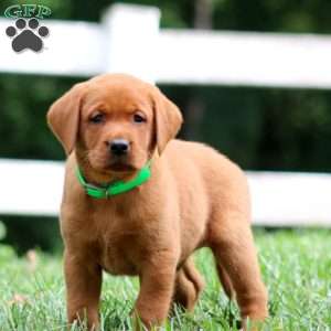 Harley, Fox Red Labrador Retriever Puppy