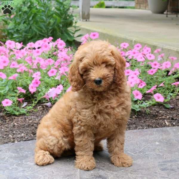 Harlow, Mini Goldendoodle Puppy