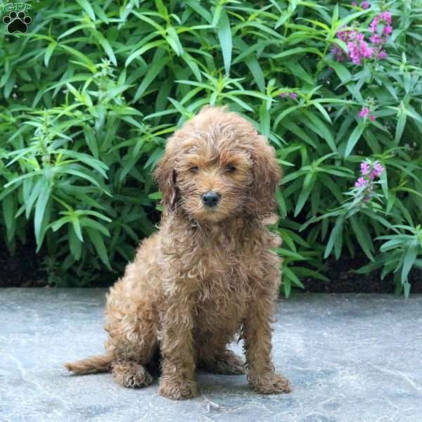 Harlow, Mini Goldendoodle Puppy