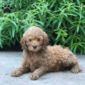 Harlow, Mini Goldendoodle Puppy