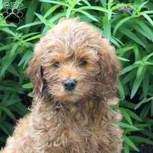 Harlow, Mini Goldendoodle Puppy