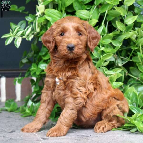 Harper, Mini Goldendoodle Puppy