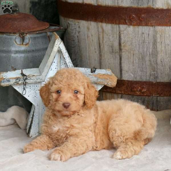 Harper, Mini Goldendoodle Puppy