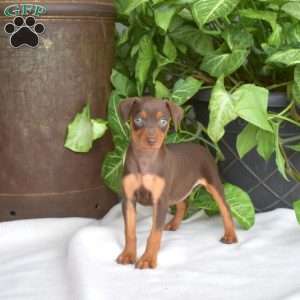 Harper, Miniature Pinscher Puppy