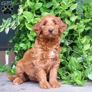 Harper, Mini Goldendoodle Puppy