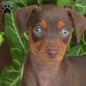 Harper, Miniature Pinscher Puppy