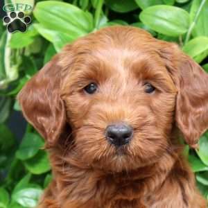 Harper, Mini Goldendoodle Puppy