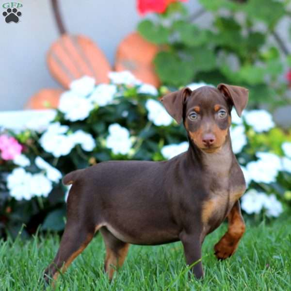 Harper, Miniature Pinscher Puppy