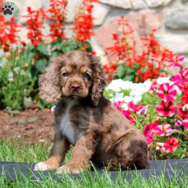 Harper, Cocker Spaniel Puppy