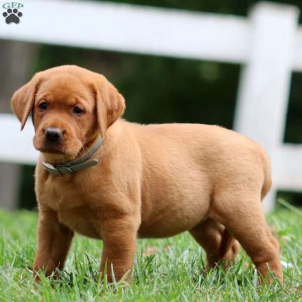 Harper, Fox Red Labrador Retriever Puppy