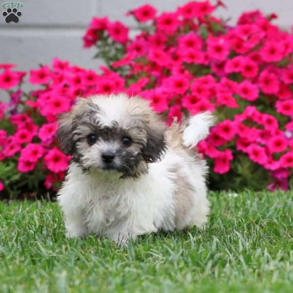 Harper, Teddy Bear Puppy