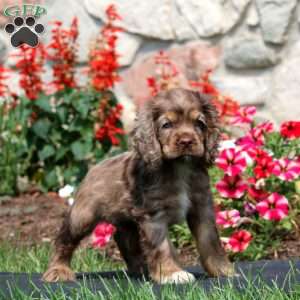 Harper, Cocker Spaniel Puppy