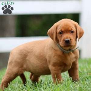 Harper, Fox Red Labrador Retriever Puppy