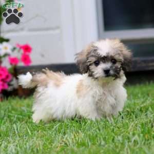 Harper, Teddy Bear Puppy