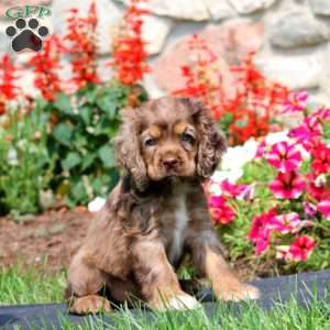 Harper, Cocker Spaniel Puppy
