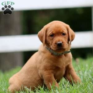 Harper, Fox Red Labrador Retriever Puppy