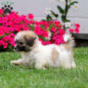 Harper, Teddy Bear Puppy