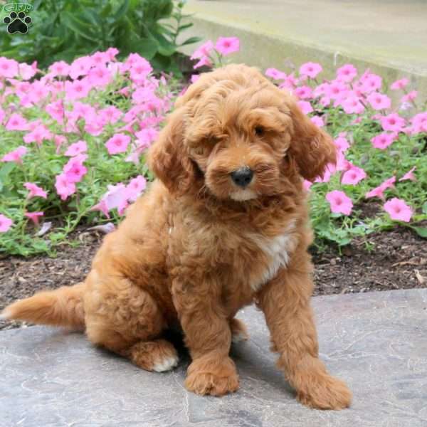Harry, Mini Goldendoodle Puppy