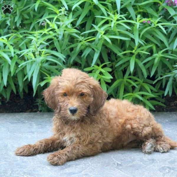 Harry, Mini Goldendoodle Puppy