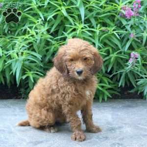 Harry, Mini Goldendoodle Puppy