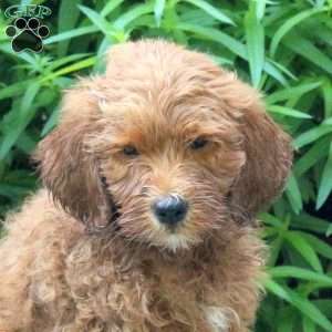 Harry, Mini Goldendoodle Puppy