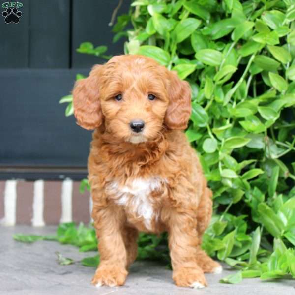 Harvey, Mini Goldendoodle Puppy