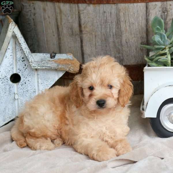 Harvey, Mini Goldendoodle Puppy