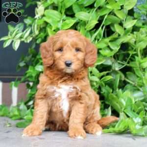 Harvey, Mini Goldendoodle Puppy