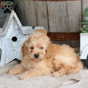 Harvey, Mini Goldendoodle Puppy