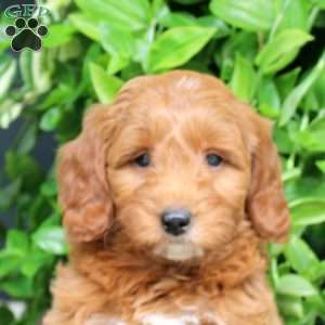 Harvey, Mini Goldendoodle Puppy