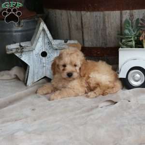 Harvey, Mini Goldendoodle Puppy