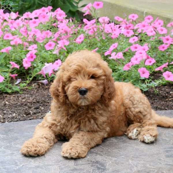 Hatchet, Mini Goldendoodle Puppy