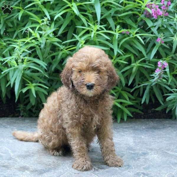 Hatchet, Mini Goldendoodle Puppy